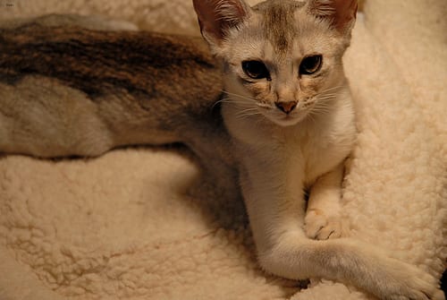 Lost Abyssinian tabby named Toby in Brooks
