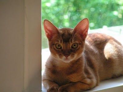 Lost Abyssinian black and white named Lola in Montréal