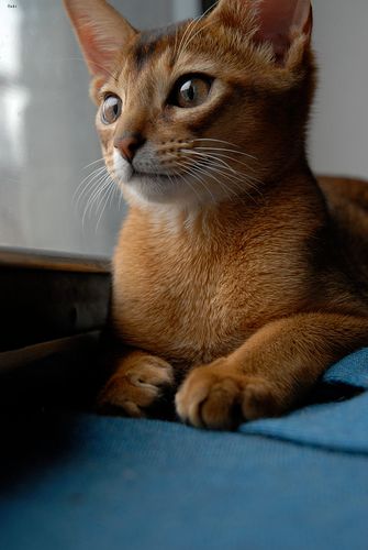 Lost Abyssinian tortoiseshell named Salem in Edmundston