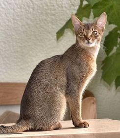 Lost Abyssinian black named Bella in Niagara Falls