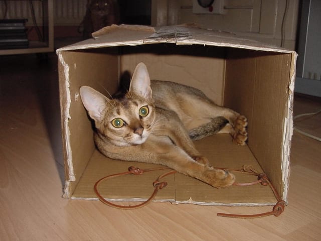 Lost Abyssinian orange tabby named Biscuit in Thompson