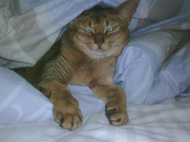 Lost Abyssinian grey tabby named Daisy in Whitby
