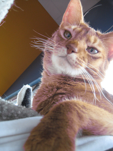 Cleo