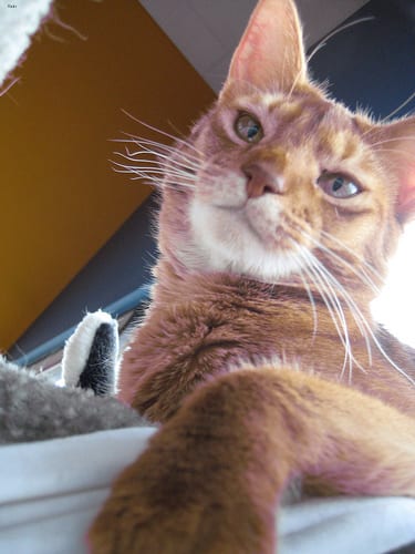 Lost Abyssinian calico named Cleo in Burnaby