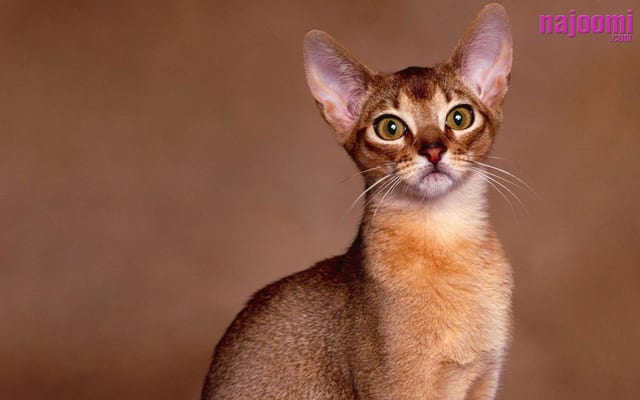 Lost Abyssinian cream named Lola in Kamloops