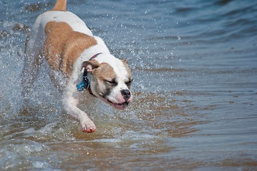 Lost American Bulldog brown and white named Nala in Toronto