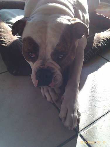 Lost American Bulldog grey named Maggie in Red Deer