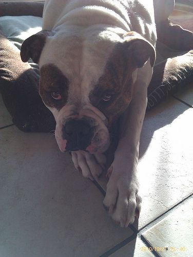 Lost American Bulldog grey named Maggie in Red Deer