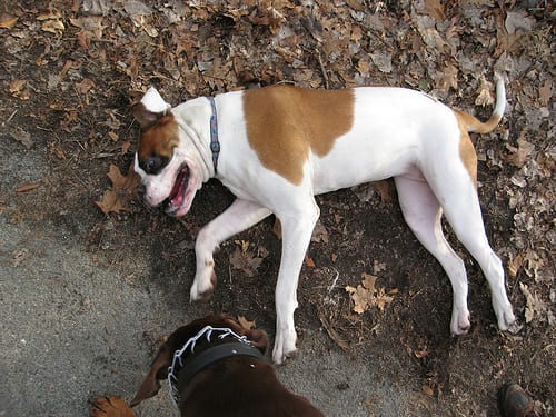 Lost American Bulldog brown named Bailey in Calgary