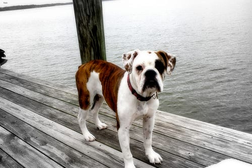 Lost American Bulldog brown and white named Lucy in Edmonton