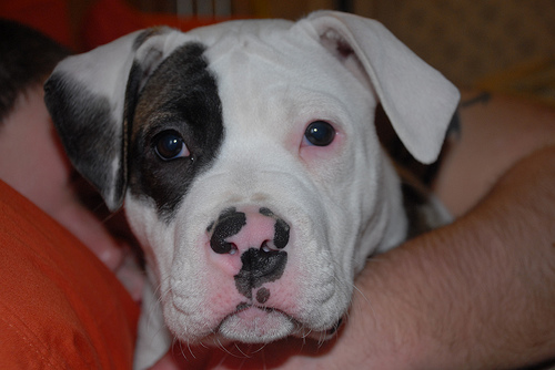 Lost American Bulldog grey named Nala in Courtenay
