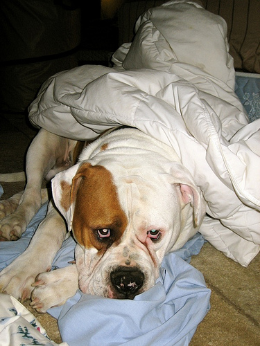 Winston