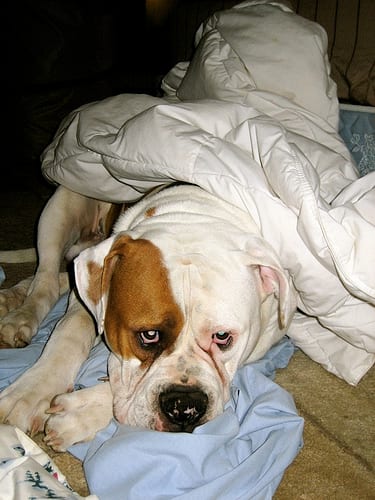 Lost American Bulldog brown named Winston in Vancouver