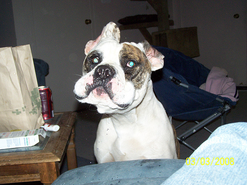 Lost American Bulldog cream named Finn in Nanaimo