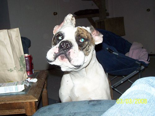Lost American Bulldog cream named Finn in Nanaimo