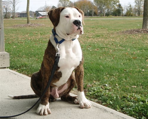 Lost American Bulldog white named Duke in Swift Current