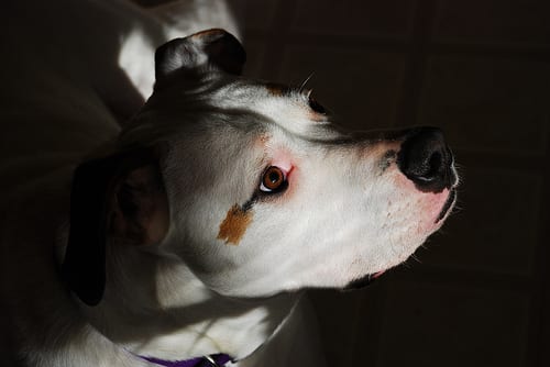 Lost American Bulldog cream named Ollie in Montréal