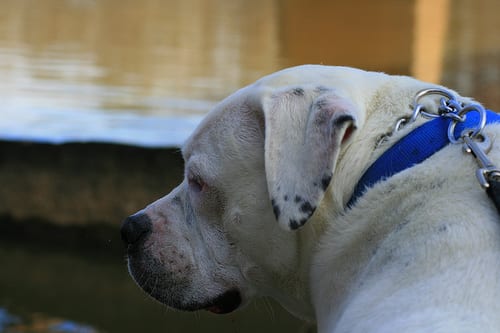 Lost American Bulldog cream named Cooper in Longueuil