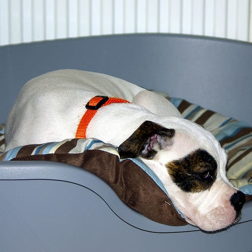 Lost American Bulldog brown and white named Leo in Selkirk