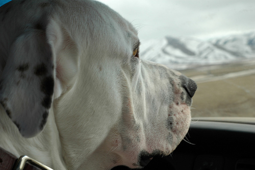 Lost American Bulldog grey named Daisy in Kingston