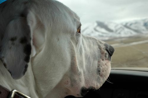 Lost American Bulldog grey named Daisy in Kingston