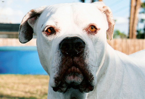Lost American Bulldog cream named Bear in Surrey