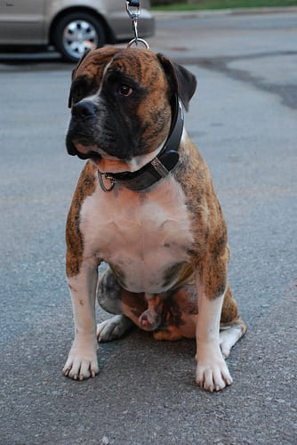 Lost American Bulldog black named Hazel in Winkler