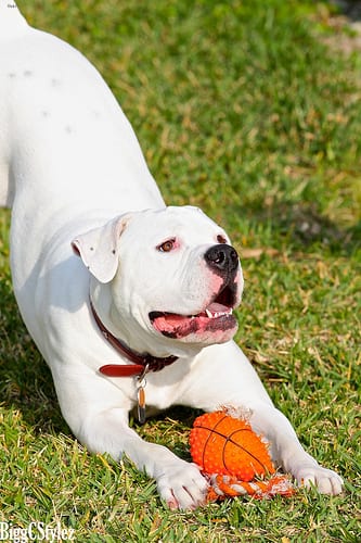 Lost American Bulldog golden named Tucker in Ottawa