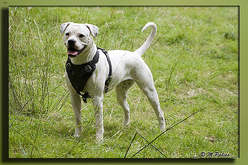 Winston
