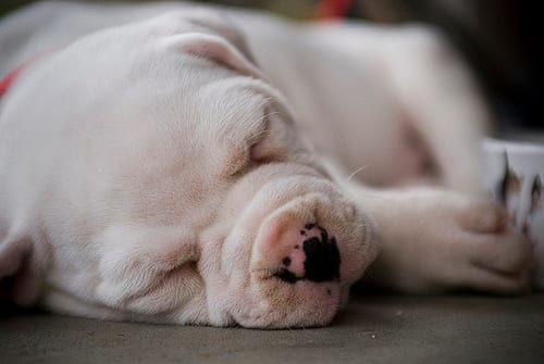 Lost American Bulldog chocolate named Oliver in Oromocto
