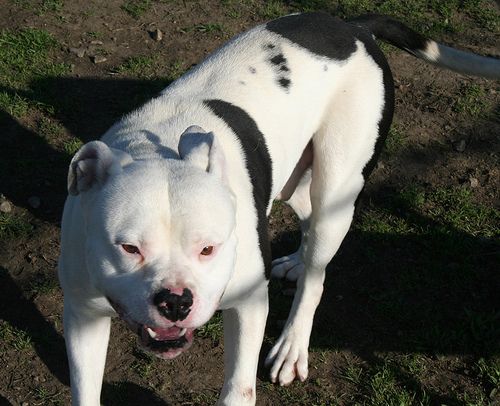 Lost American Bulldog tan named Charlie in Terrebonne