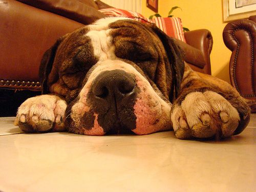 Lost American Bulldog golden named Rosie in Lévis