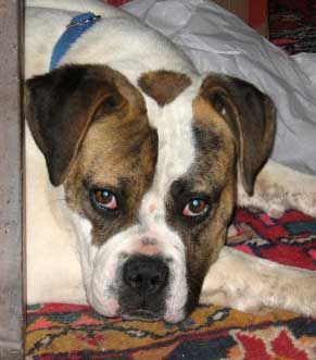 Lost American Bulldog white named Rosie in Québec City