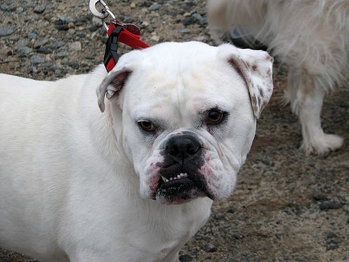 Lost American Bulldog black and white named Lucy in Conception Bay South
