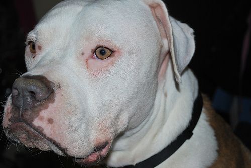 Lost American Bulldog black and white named Daisy in Hamilton