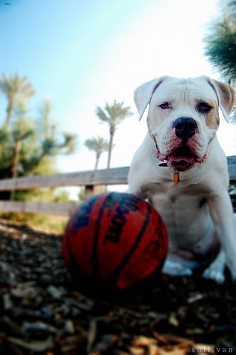 Lost American Bulldog chocolate named Winston in Toronto