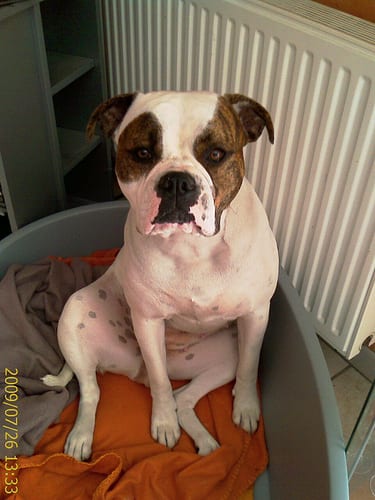 Lost American Bulldog tan named Duke in Terrebonne