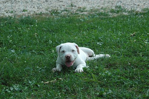 Lost American Bulldog black named Bailey in Montréal