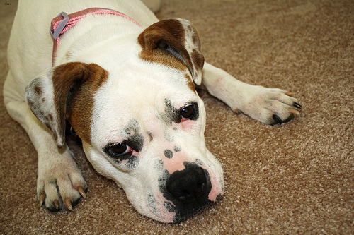 Lost American Bulldog golden named Oliver in Markham