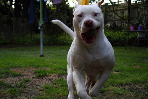 Lost American Bulldog black named Oliver in Newmarket