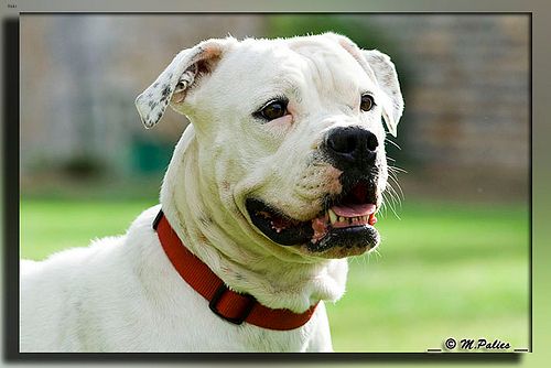 Lost American Bulldog brown named Daisy in Innisfil