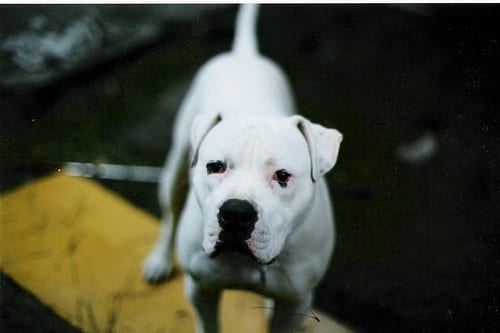 Lost American Bulldog cream named Max in Brampton