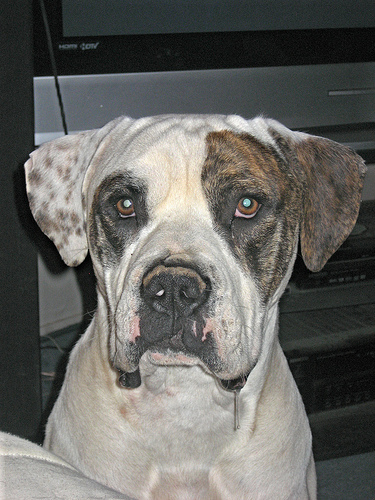 Lost American Bulldog white named Luna in Toronto
