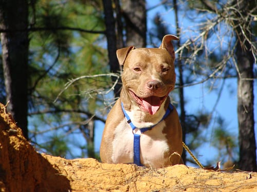Lost American Pit Bull Terrier black and white named Jack in Edmonton