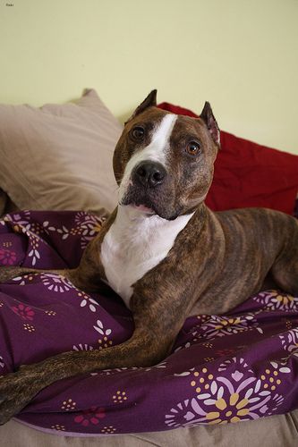 Lost American Pit Bull Terrier brown and white named Nala in Kamloops