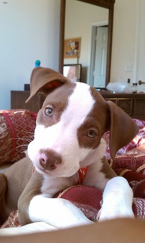 Lost American Pit Bull Terrier brown and white named Charlie in Calgary