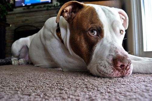 Lost American Pit Bull Terrier chocolate named Rosie in New Glasgow