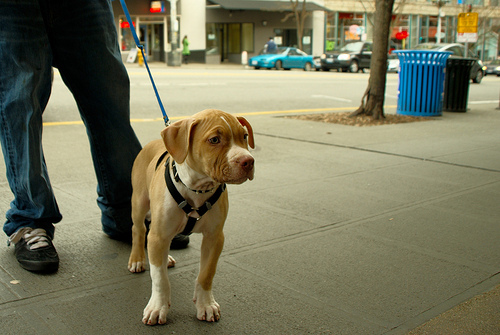 Lost American Pit Bull Terrier golden named Bella in Toronto