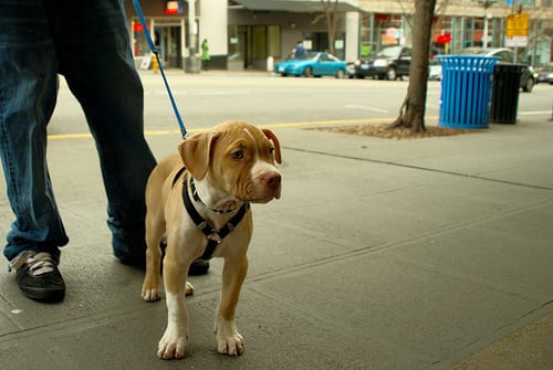 Lost American Pit Bull Terrier golden named Bella in Toronto