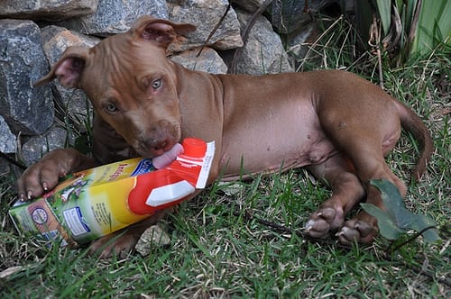 Lost American Pit Bull Terrier white named Oliver in Grand Falls-Windsor